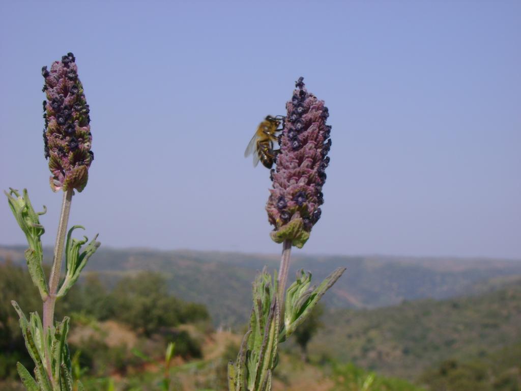 Herdade De Vale Covo - Agroturismo Mértola Exterior foto