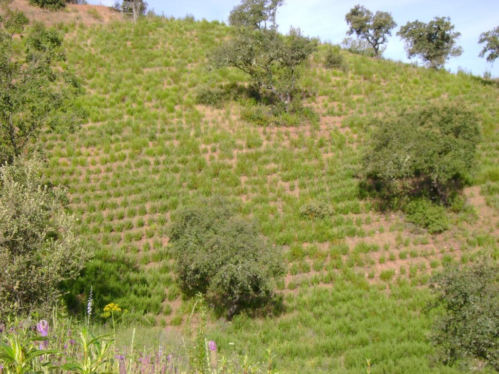 Herdade De Vale Covo - Agroturismo Mértola Exterior foto